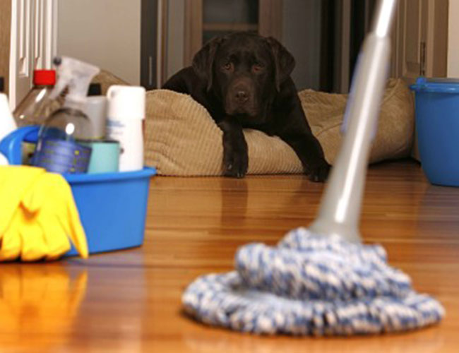 Home Cleaning Services